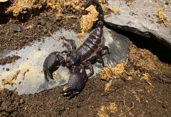 An emperor scorpion